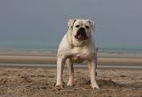 BOULEDOGUE AMERICAIN 116